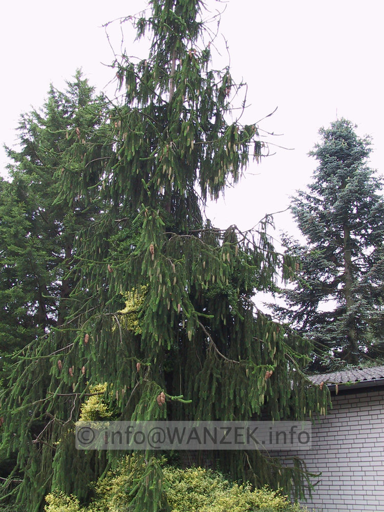 Picea abies Virgata 01.JPG
